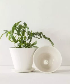 Convivial Ivory Porcelain Planter