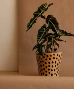 Anne Gates Studio Chita Ceramic Planter