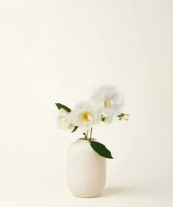 August Sage Ana Paula Bud Vase - Tierra Home Goods