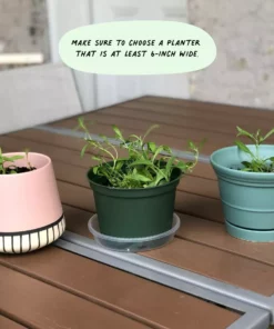 Cute Root Easter Variety Plantable Cards - 10 Pack