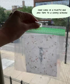 Cute Root Happ-Bee Valentine's Day Plantable Cards - 10 Pack Made In USA