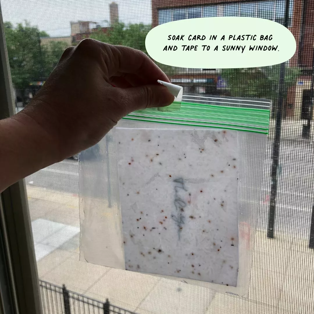 Cute Root Love Love Love Plantable Cards - 10 Pack Greeting Cards 3 Cute Root Love Love Love Plantable Cards - 10 Pack Greeting Cards