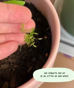 Cute Root Greeting Cards Plants And Pots Plantable Cards - 10 Pack