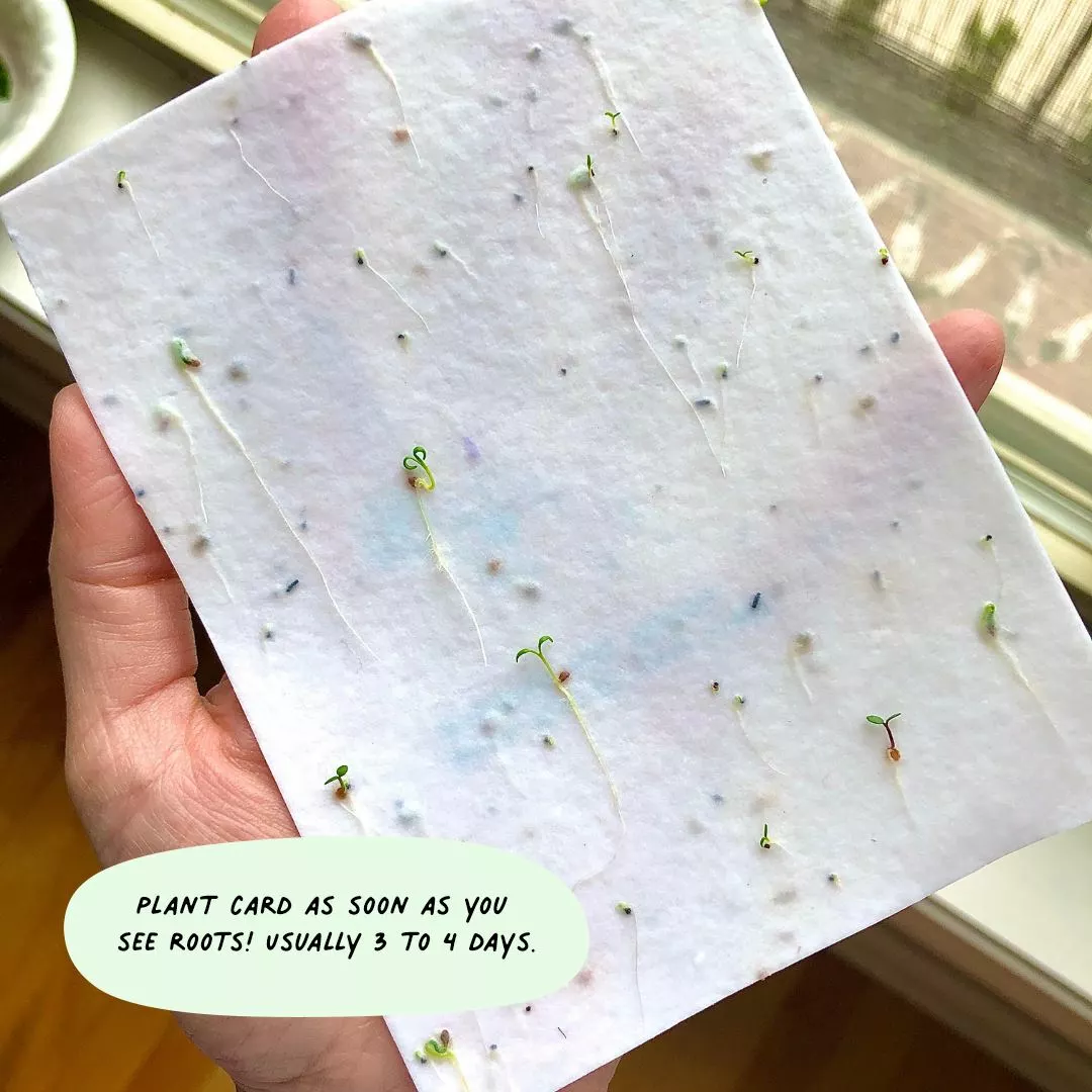 Cute Root Watercolor Gardens Plantable Cards - 8 Pack 4 Cute Root Watercolor Gardens Plantable Cards - 8 Pack