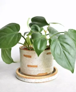 Katie Mudd Cutout Stoneware Planter Set