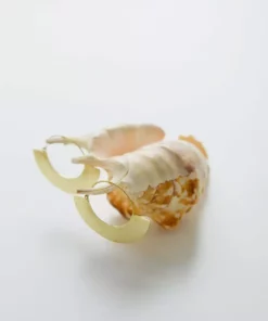 Abby Alley Jewelry Dawson Earrings