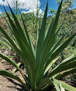 Territory Design Fique Fiber Tote Bag