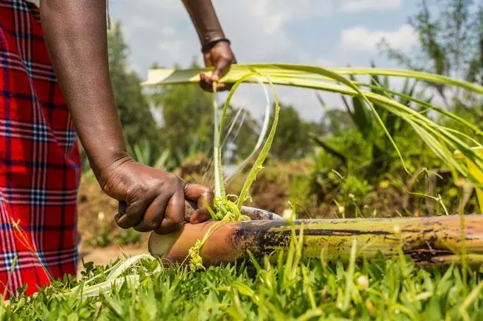 KAZI Small Pastel Green Round Basket Home Goods 5 KAZI Small Pastel Green Round Basket Home Goods
