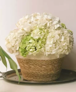 Korissa Savar Plant Bowl Set Home Goods 11 Korissa Savar Plant Bowl Set Home Goods