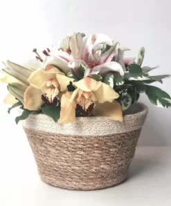 Korissa Savar Plant Bowl Set Home Goods 13 Korissa Savar Plant Bowl Set Home Goods