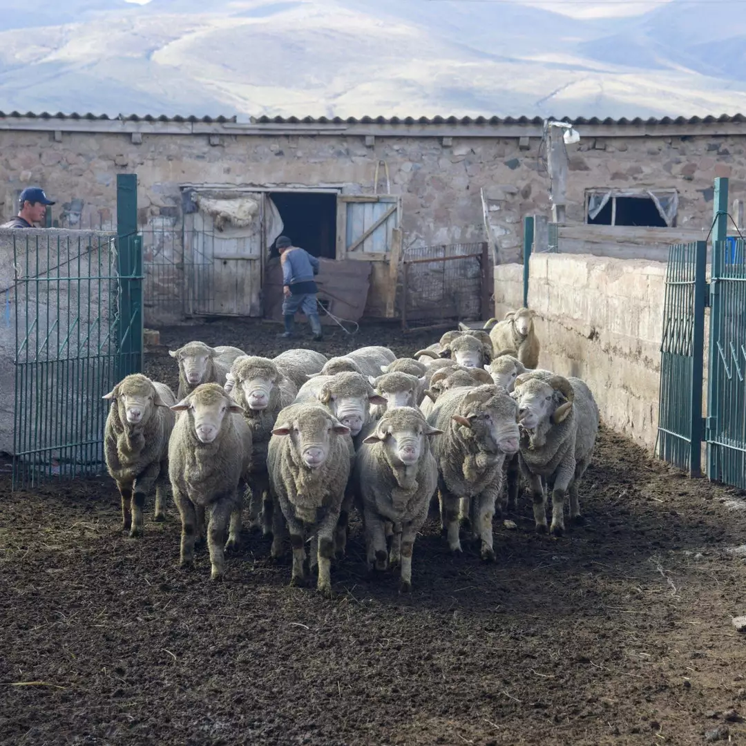 Kyrgies Men's Molded Sole High Back Wool Slippers - Navy 7 Kyrgies Men's Molded Sole High Back Wool Slippers - Navy