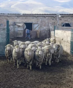 Kyrgies Men's Wool Tengries Slippers - Charcoal
