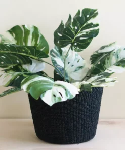 LIKHÂ Black Scallop Basket Home Goods 7 LIKHÂ Black Scallop Basket Home Goods