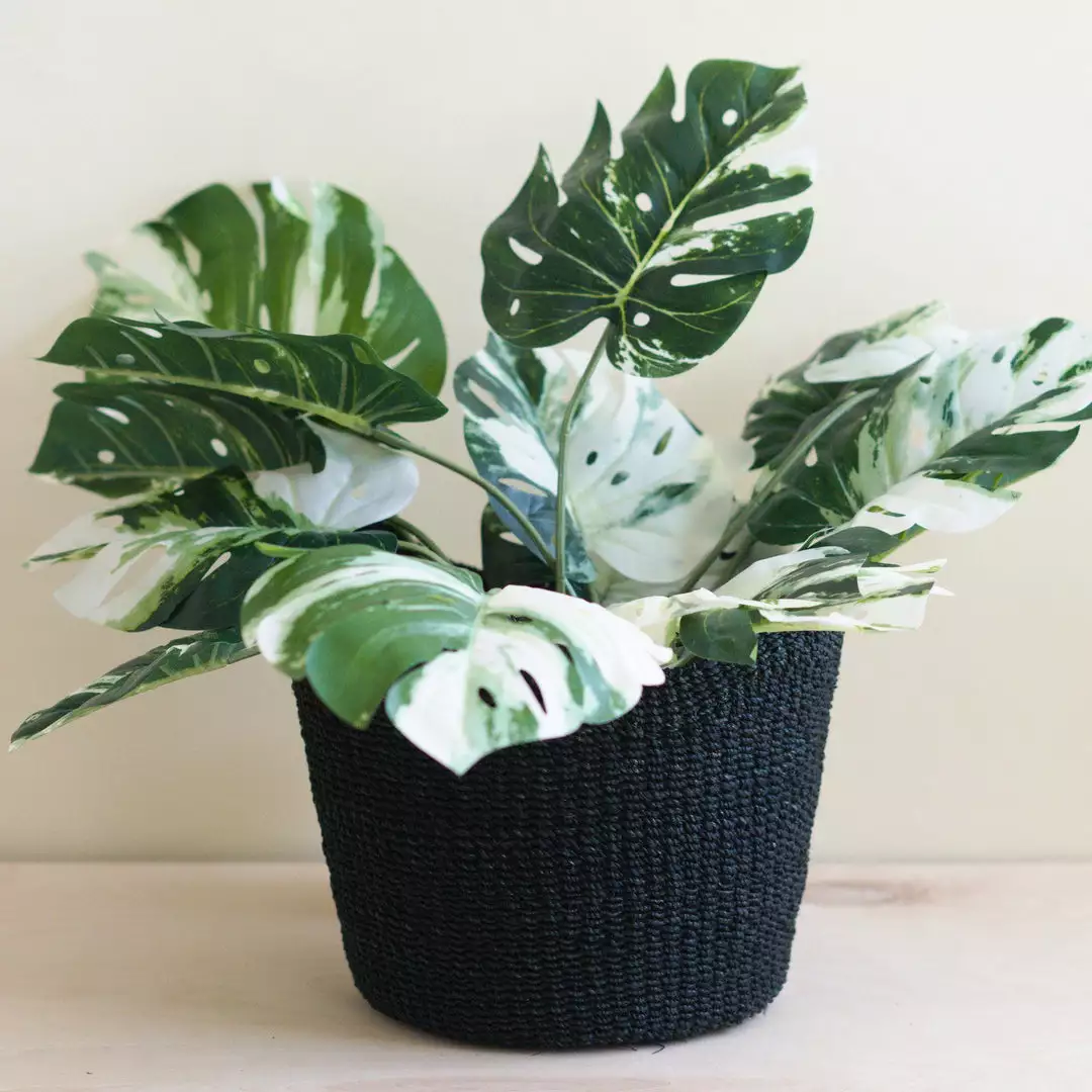 LIKHÂ Black Scallop Basket Home Goods 3 LIKHÂ Black Scallop Basket Home Goods