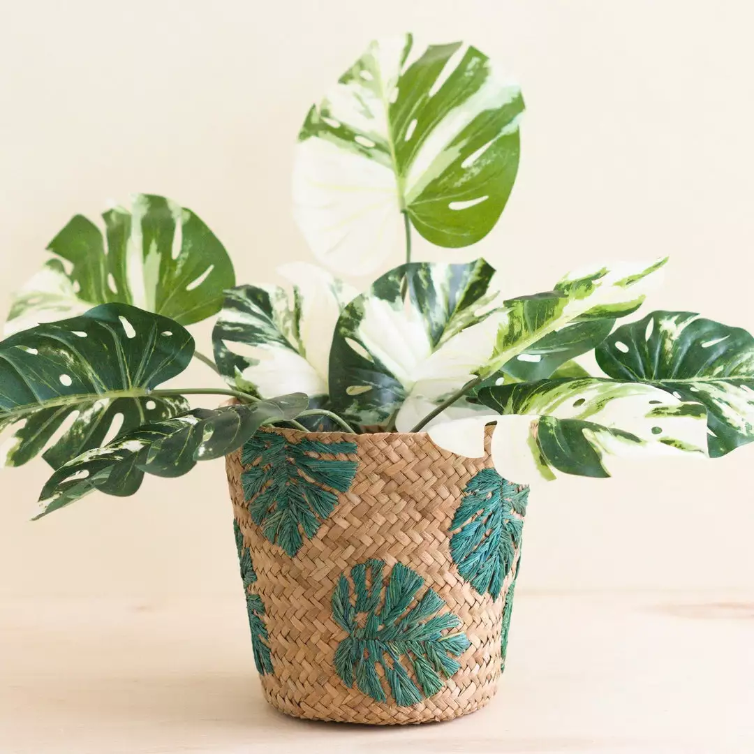 LIKHÂ Monstera Soft Planter Basket Home Goods 2 LIKHÂ Monstera Soft Planter Basket Home Goods