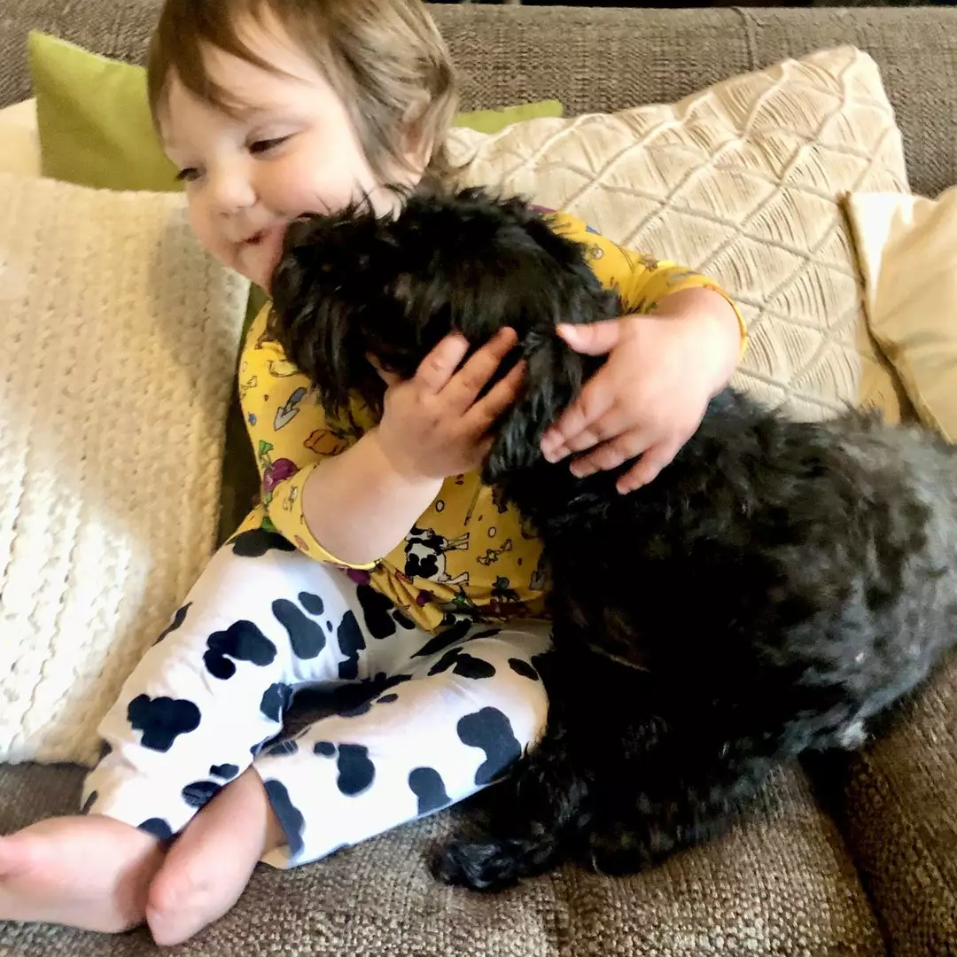 Lucky Bug Clothing Kids' + Baby Baby's Essential Bamboo Stretch Cow Play Pants 2 Lucky Bug Clothing Kids' + Baby Baby's Essential Bamboo Stretch Cow Play Pants