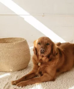 Territory Design Jarrito Large Basket