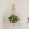Village Thrive Flora Wall Plant Hanger