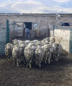 Kyrgies Women's Wool Tengries Slippers - Orange