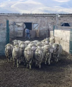 Kyrgies Women's Classic Sole Low Back Wool Slippers - Navy Best Sellers
