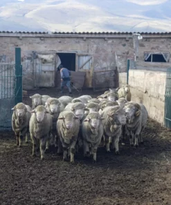 Kyrgies Women's Molded Sole Low Back Wool Slippers - Gray Best Sellers